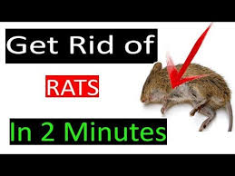 One of the most reliable and proven methods to get rid of rats. How To Get Rid Of Mouse Rats Permanently In A Natural Way Get Rid Of Mice Fast At Home Youtube Getting Rid Of Mice Natural Rat Repellent Diy Mice Repellent
