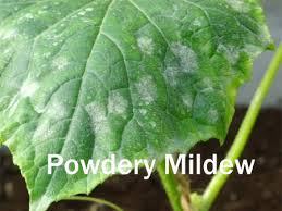 powdery mildew on indoor plants