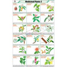 Medicinal Plants 2 Chart 58x90cm