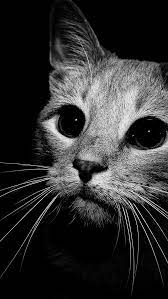 Cat In Black And White Wallpaper For