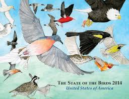 Image result for American Birds,