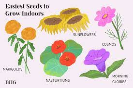 how to start seeds indoors to jumpstart