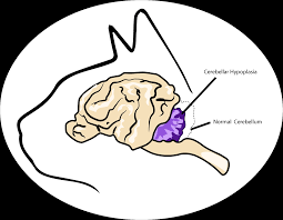 The cerebellum is part of the normal animal brain, and makes up a large portion of the brain's matter. Exotic The Wobbly Cat Cerebellar Hypoplasia Az Care Rescue