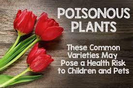 Check spelling or type a new query. Poisonous Plants 11 Common Varieties Are A Health Risk