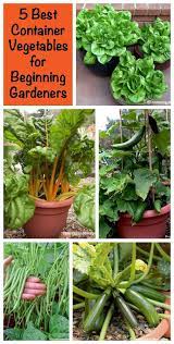 5 best container vegetables for