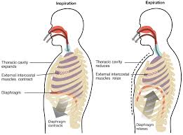 Mechanism Of Breathing Explore Mechanism Of Respiration In