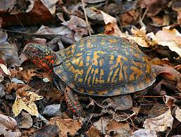 eastern box turtle care how to keep