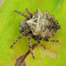 Spiders In Alabama Species Pictures
