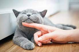How to Pet a Cat | Comfort Zone