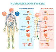 The organisation of the human nervous system is shown in this diagram The Human Nervous System Biology Online Tutorial