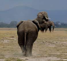 Curiosidades de los elefantes africanos - Udare