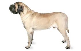 Mastiff Dog Breed Information Pictures Characteristics