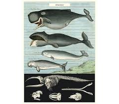 Cavallini Papers Co Cavallini Whale Chart Wrap Poster