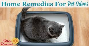 home remes for pet odors get rid of