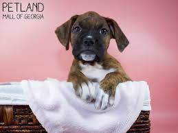 Check out our boxer puppies selection for the very best in unique or custom, handmade pieces from our boxer briefs shops. Boxer Puppies Petland Mall Of Georgia