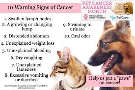 Signs and symptoms symptoms of stomach cancer in dogs usually develop gradually over weeks or months, with vomiting being the most common. Pin By Brazoria Columbia Veterinary On Canine Health Pet Cancer Pet Cancer Awareness Cancer Awareness Months