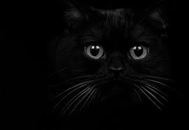 Wallpapers are property of their respective owner. Sweet Black Cats Animals Background Wallpapers On Desktop Nexus Image 1221188