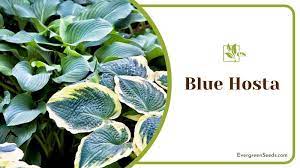 8 blue rug juniper companion plants to