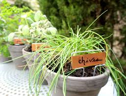 An Easy Tabletop Diy Herb Garden Decoist