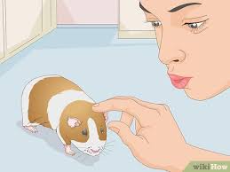 how to bathe a guinea pig 14 steps