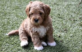 He does great with children. Labradoodle Puppies For Sale Alaa Wala Certified Breeder Scl
