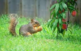 how to keep squirrels out of the garden