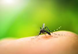 how to make homemade mosquito repellent