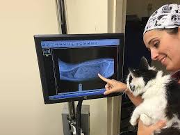 Image result for Picture of a veterinarian holding a pet in their care