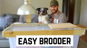diy and easy quail brooder with