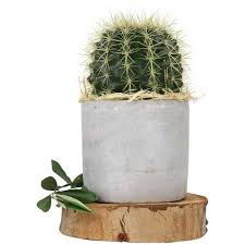 Buying suculents online doesn't have to be difficult. Buy Cactus Online At Plants Universe Best Plants At Lowest Price In Pakistan