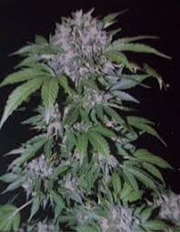 Getting marijuana plants to the flowering stage is different for every plant, and it will also depend on growing indoors or growing outdoors. Cannabis Cultivation Wikipedia
