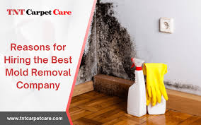 hiring best mold removal company