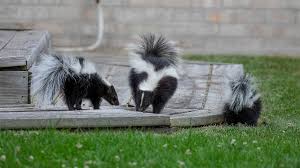 how to keep skunks out of your yard