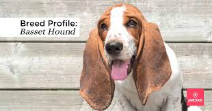The sad basset hound look is misleading: Bring Home An Adorable Basset Hound