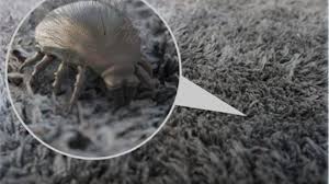 help there are fleas in my carpet