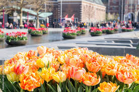 yellow tulips foreground at amsterdam