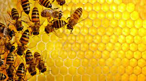bee wallpapers hd pictures