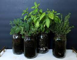 Window Herb Jars Harvest Valley Pest