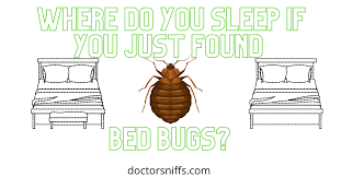 Where To Sleep If You Have Bed Bugs