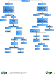 Bacteria Identification Flow Chart Microbiology Medical