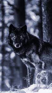 a black wolf standing in the