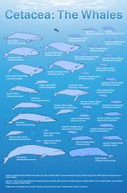 Ocean Giants The Whales A Size Comparison Nature Pbs