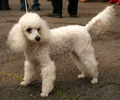 This is a very trendy cut for miniature poodles, and it isn't difficult to work out why: Mini Poodle Cost Online Shopping