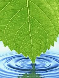 a leaf in water nature and