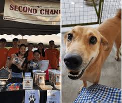 Second chance pet adoptions, raleigh, nc. Animal Shelters Adoption Centres In Kl Selangor 2020 Pledgecare