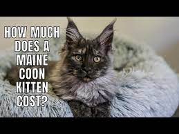 how much does a maine kitten cost