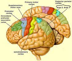 Central sulcus rostrally (in front). 14 Brain Ideas Brain Somatosensory Cortex Motor Cortex