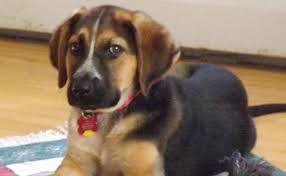 Interested parties, please submit an application which can be found at www.neolabrescue.petfinder.com. German Shepherd Lab Mix Puppies