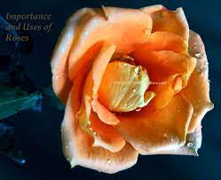 importance and uses of rose flowers