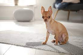 11 best carpet cleaners for dog urine